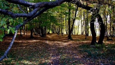 Bükki erdő