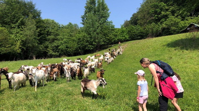 Váratlan találkozás egy kecskenyájjal - a jámbor állatok egészen közel merészkedtek csapatunkhoz_FOTÓ Kismihály Boglárka