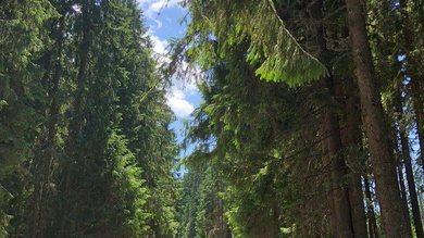 Négyen feszülünk neki az utolsó hosszú emelkedőnek, a többiek már rég lehagytak_FOTÓ Kismihály Boglárka