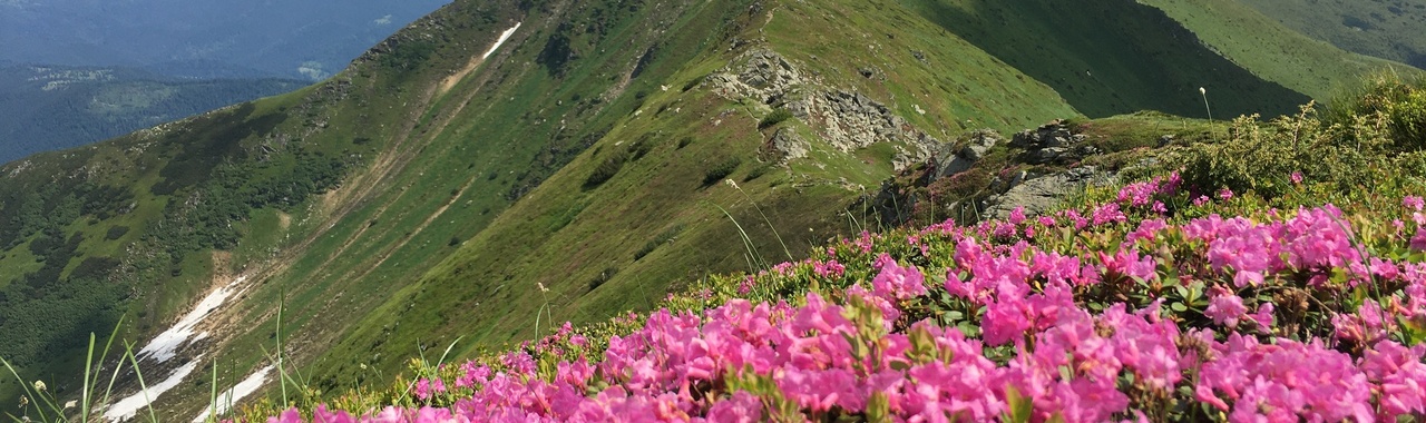 Rododendron (havasszépe) virágzás a Radnai-havasokban