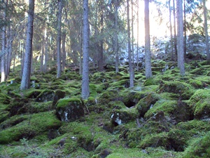erdő 