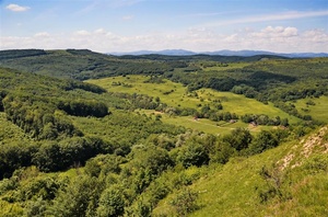 Bükki erdő