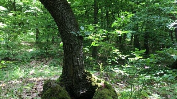 Különleges fa a Bácsi-erdőben