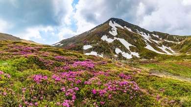 Rododendronok a hegyen