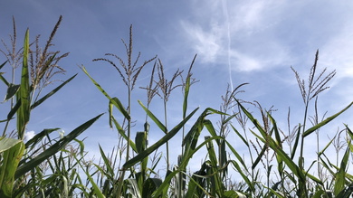 Meglepetés kukoricatábla a hajdani biciklis útvonalon Sztána határában.