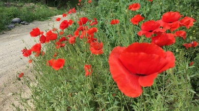 Nyáron élénk pipacsok üdvözölnek útvonalunkon