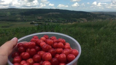 Utunk vége felé legnagyobb meglepetésünkre egy cseresznyés mellett haladunk el