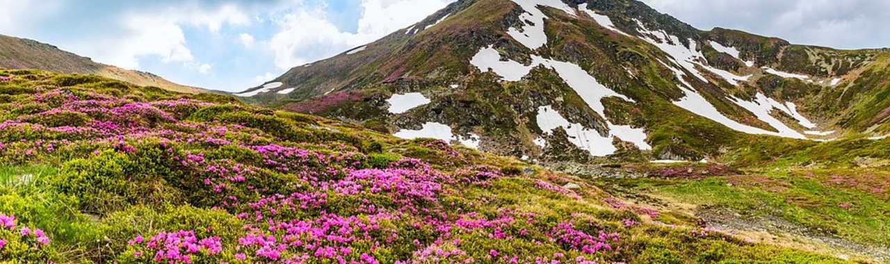 Rododendronok a hegyen