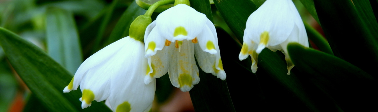 Idén márciusban háromszor is megcsodálhatjuk a tőzikék virágzását.
