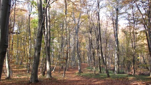 őszi erdő