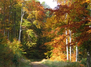 őszi erdő