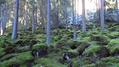 erdő 