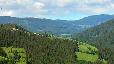 nyári zöld táj