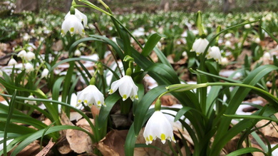 A Gyalui-havasokban található csodás tőzikeoldal mindenkit ámulatba ejtett_FOTÓ Kismihály Boglárka