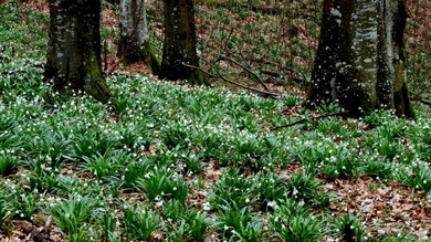 A Meszesben nyíló tőzikékben is gyönyörködhettünk Vlád Pálról elnevezett emléktúránkon_FOTÓ Fazakas Ferenc