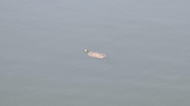 A zen teknős gondtalanul lebeg a vízen_FOTÓ Veres Bendegúz