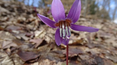 Kakasmandikó