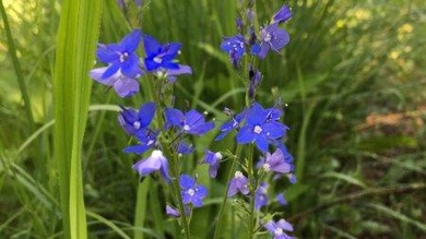 Fogaslevelű (osztrák) veronika  a Bartha-kilátó platóján