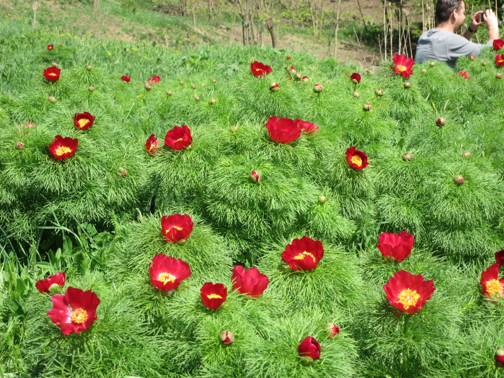 Mezőzáhi bazsarózsák