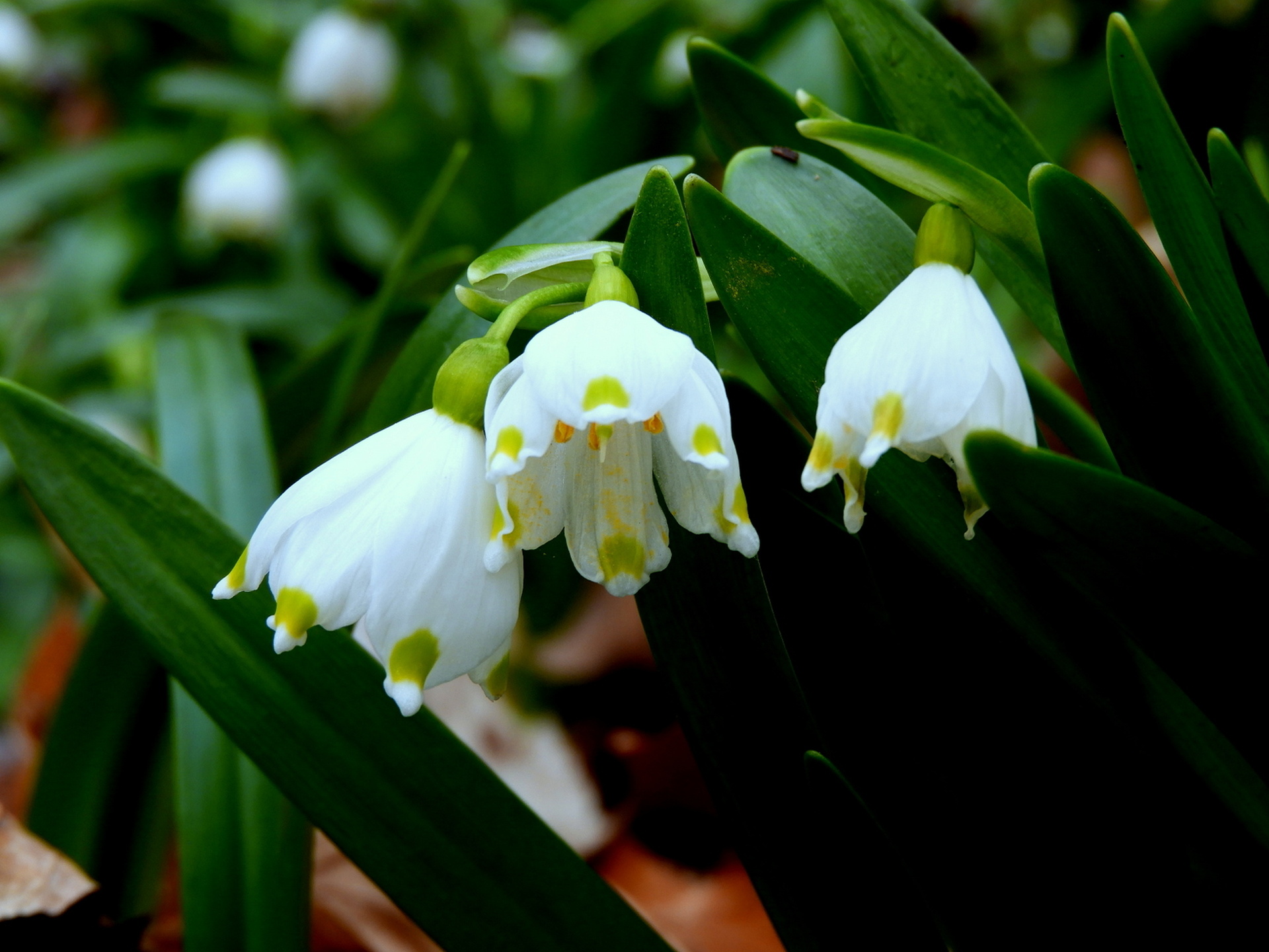 Idén márciusban háromszor is megcsodálhatjuk a tőzikék virágzását.